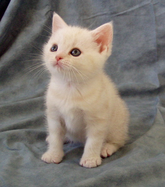 Kitten being adorable. By Ckahler on English Wikipedia
